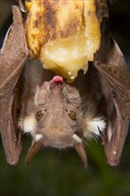 Peter's Dwarf Epauletted Fruit Bat (Micropteropus pusillus) feeding on a banana