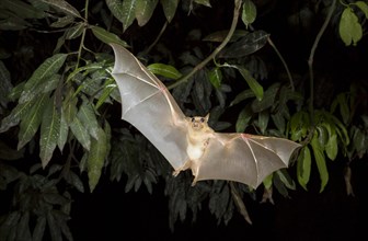 Gambian Epauletted Fruit Bat (Epomophorus gambianus) in flight night