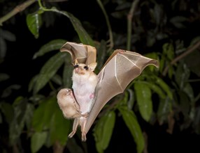 Peter's Dwarf Epauletted Fruit Bat (Micropteropus pusillus)