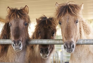 Young Icelandic horses