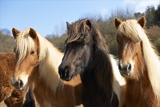 Young Icelandic horses