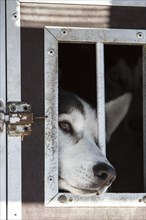Husky sticking its muzzle out of a transport cage