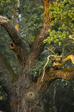 Old English Oak (Quercus robur)