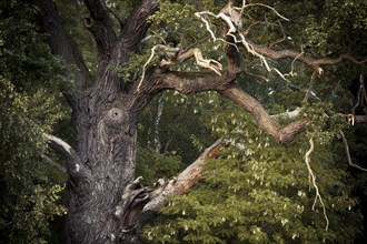 Dead branches of a Pedunculate Oak (Quercus robur)