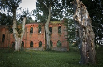 Ancient oaks at the ruins of Boitzenburg Abbey