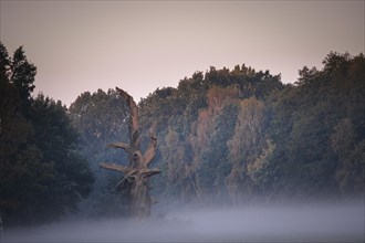 Dead Florentine Oak or Pedunculate Oak (Quercus robur)