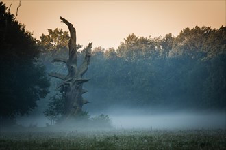 Dead Florentine Oak or Pedunculate Oak (Quercus robur)