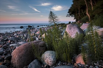 Giant Horsetail (Equisetum telmateia) on a stony beach in the evening light