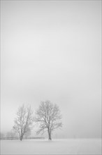 Trees and fog in snow landscape