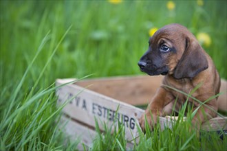 Bavarian Mountain Hound