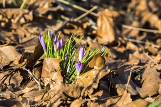 Crocuses (Crocus sp.) growing through old autumn leaves