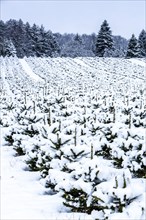 Nursery for Christmas trees in winter