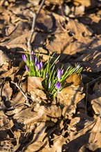 Crocuses (Crocus sp.) growing through old autumn leaves