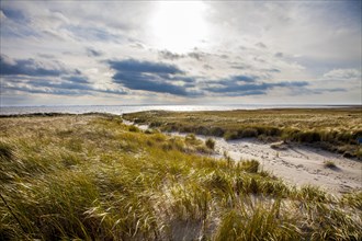 Marsh landscape in winter