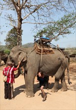 Elephant camp on the Mae Kok river