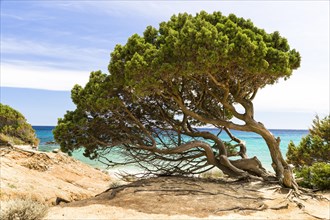 Phoenicean Juniper or Arar (Juniperus phoenicea)
