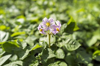 Flowering potato plant (Solanum tuberosum)