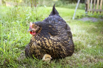 Marans hen with a chick