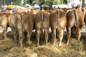 Limousin cattle at an agricultural market