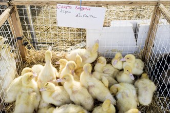 Ducklings for sale at the Foire des Herolles market