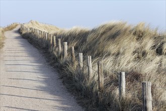 Walkway through the dunes on the North Sea coast