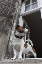 Jack Russell terrier looking out of an open window