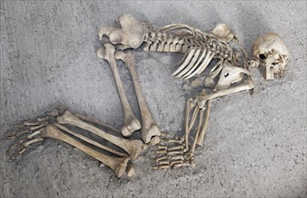 Human skeleton with bent knees
