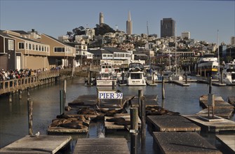 Pier 39. Coit Tower and Transamerica Building in the backdrop