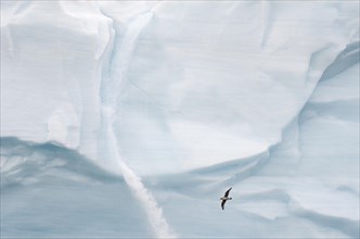 Northern Fulmar or Arctic Fulmar (Fulmarus glacialis) flying in front of a meltwater waterfall at the glacier front of Brasvellbreen
