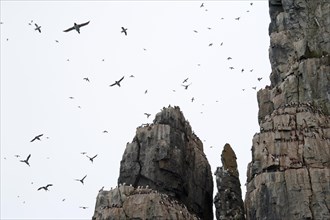 Thick-billed Murres or Brunnich's Guillemots (Uria lomvia) on the bird cliffs of Alkefjellet