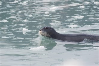 Floating Bearded Seal (Erignathus barbatus)