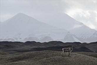 Svalbard Reindeer (Rangifer tarandus platyrhynchus) in the moraine landscape of Nathorstbreen Glacier