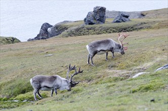 Two male Svalbard Reindeer (Rangifer tarandus platyrhynchus) in different stages of velvet