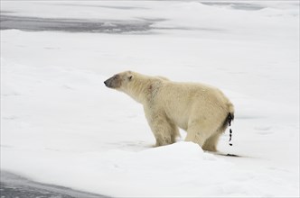 Male Polar Bear (Ursus maritimus) defecating in the pack ice