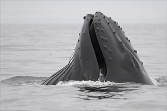 Mouth of a Humpback Whale (Megaptera novaeangliae) while feeding