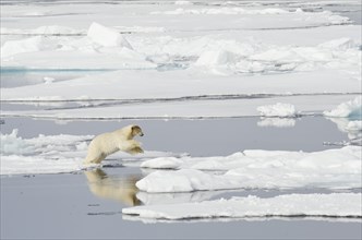 Polar Bear (Ursus maritimus) with a blood-stained brown coloured head jumping on pack ice