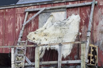 Polar bear skin drying on a frame outside a house in the Ittoqqortoormiit settlement