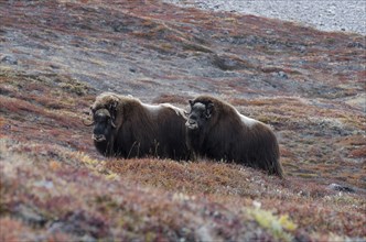 Two Musk Ox (Ovibos moschatus) in autumnal tundra vegetation