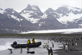 Crew of an expedition cruise ship in a zodiac inflatable boat