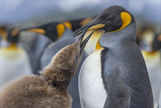 King penguins (Aptenodytes patagonicus) chick with adult birds begging for food