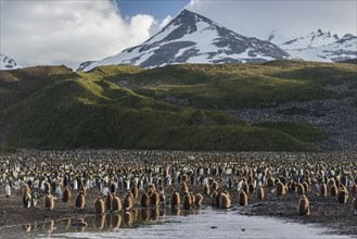 King Penguins (Aptenodytes patagonicus) chicks and adult birds