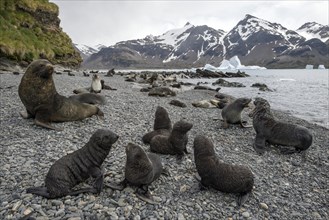 Antarctic Fur Seals (Arctocephalus gazella) pups and adults