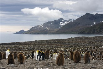 King Penguins (Aptenodytes patagonicus) in front of the Cook Glacier