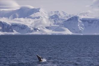 Antarctic minke whale or southern minke whale (Balaenoptera bonaerensis)
