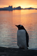 Gentoo Penguin (Pygoscelis papua) at sunset in front of a fjord and icebergs