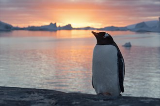 Gentoo Penguin (Pygoscelis papua) at sunset in front of a fjord and icebergs