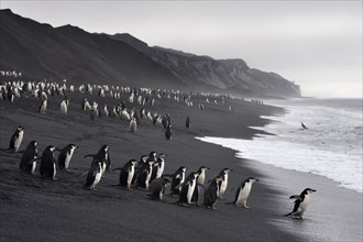 Chinstrap Penguins (Pygoscelis antarctica) on a lava beach