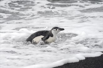 Chinstrap Penguin (Pygoscelis antarctica) in foamy froth on the sea shore