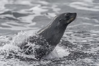 Antarctic Fur Seal or Southern Fur Seal (Arctocephalus gazella)