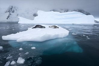 Leopard Seals (Hydrurga leptonyx) lying on an iceberg